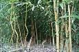 zdjcia z bambusarium nr 5