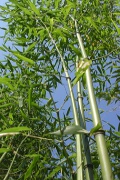 bambus drzewiasty