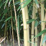 bambusowe_pedy.JPG